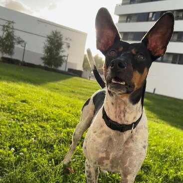 Ein neugieriger Hund mit großen Ohren steht auf grünem Gras und schaut wachsam. Im Hintergrund sind moderne Gebäude und Bäume zu sehen, durch die das Sonnenlicht scheint.