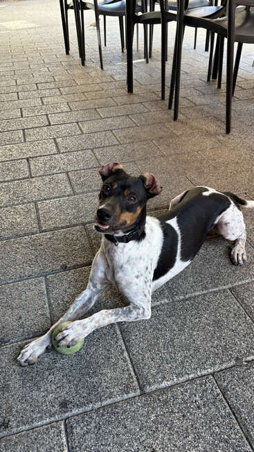 Un chien noir et blanc avec des marques brunes est couché sur un trottoir en pierre, tenant une balle de tennis verte. Des chaises et des tables noires sont visibles à l'arrière-plan.