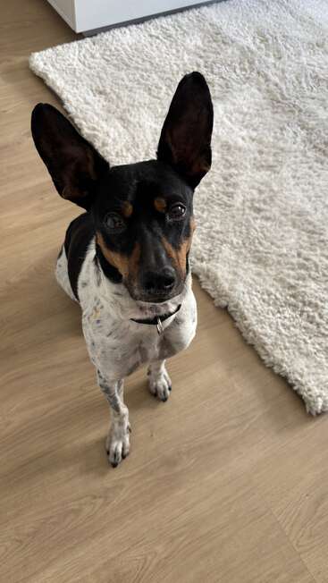 Un chien noir, blanc et marron aux grandes oreilles est assis attentivement sur un plancher en bois, à côté d'un tapis blanc et moelleux, dans un intérieur confortable.