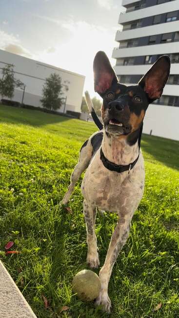 Un chien curieux aux grandes oreilles se tient sur l'herbe verte, l'air attentif. Des bâtiments modernes et des arbres sont visibles à l'arrière-plan, éclairés par la lumière du soleil.
