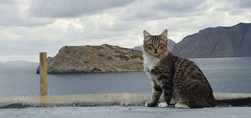 The image depicts a cat sitting on a table, gazing at the camera with its head tilted to the left, showcasing its distinctive features and posture. The cat\'s expression is one of curiosity and alertness.