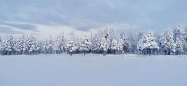 A serene winter landscape showing a forest of tall trees heavily blanketed in snow. The ground is completely covered in snow beneath a cloudy sky.