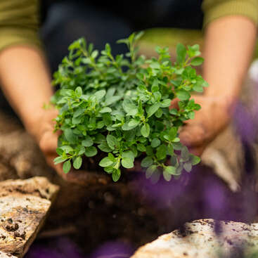 Eine Person mit den Händen in der Erde pflanzt eine kleine grüne Kräuterpflanze in einem Garten, umgeben von Steinen und verschwommenen lila Blumen im Vordergrund.