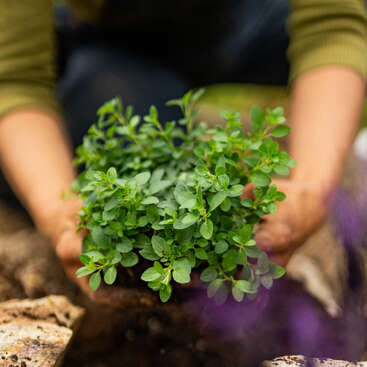 Une personne, les mains dans la terre, plante une petite plante verte dans un jardin, entourée de rochers et de fleurs violettes floues au premier plan.