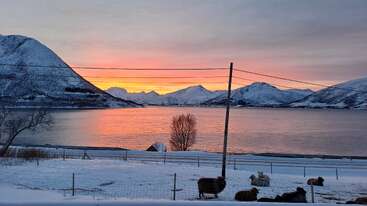 A serene winter landscape features snowy mountains, a calm lake reflecting a vibrant sunset, grazing sheep in the foreground, and silhouetted trees under pastel-colored skies.