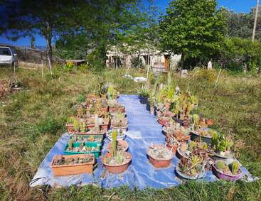 The image shows numerous potted cacti and succulents arranged on a blue tarp outdoors, surrounded by grass, trees, and a partially visible house in the background.