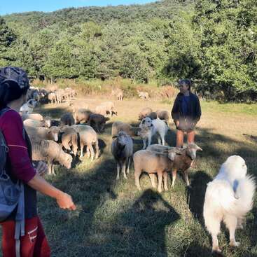 The image depicts a serene scene of a woman standing in a field surrounded by sheep and a white goat, with trees and a clear blue sky in the background.