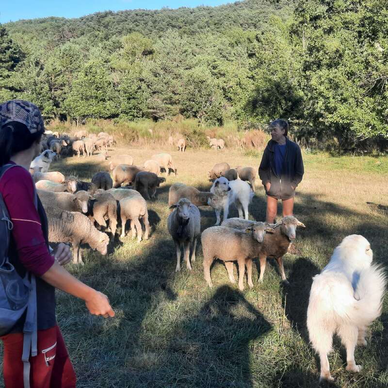 The image depicts a serene scene of a woman standing in a field surrounded by sheep and a white goat, with trees and a clear blue sky in the background.
