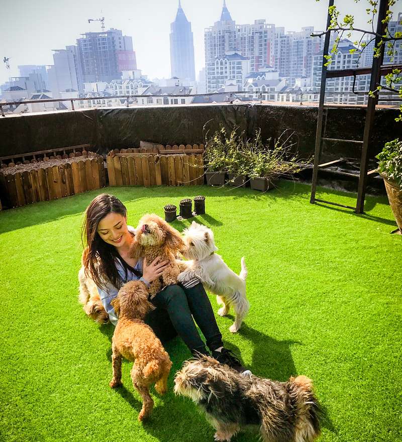 Help taking care of dogs in a luxury pet hotel in downtown Shanghai, China