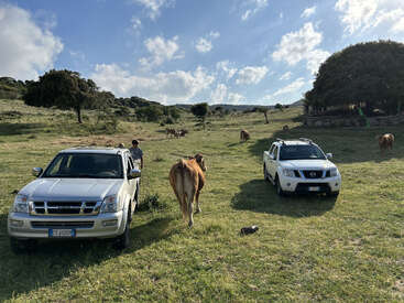 A imagem mostra um campo gramado sereno com duas caminhonetes estacionadas lado a lado, cercadas por vacas que pastam pacificamente sob um céu azul com nuvens brancas.