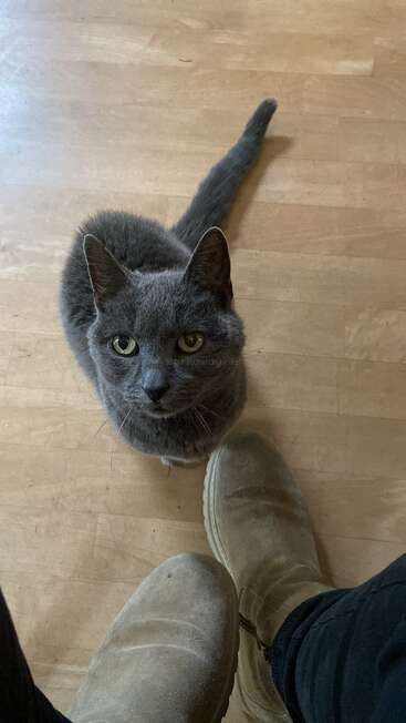 A gray cat with green eyes sits on a wooden floor, looking up. Two boots are visible, suggesting someone is standing or sitting near the cat.