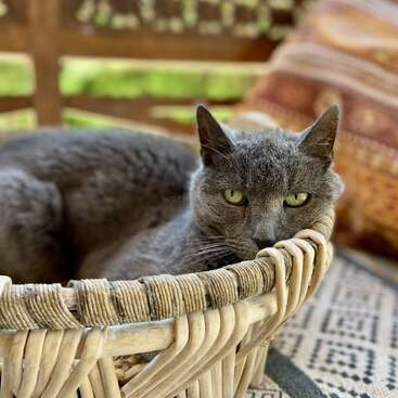 A gray cat with green eyes lounges comfortably in a wicker basket. Soft sunlight and patterned cushions create a cozy, relaxed atmosphere on the porch.