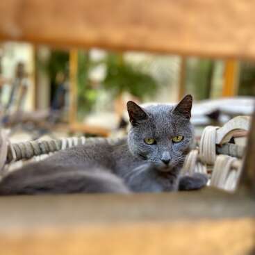 A grey cat with green eyes lounges comfortably on a woven chair. The background is blurred, suggesting a peaceful, sunlit indoor or outdoor setting.