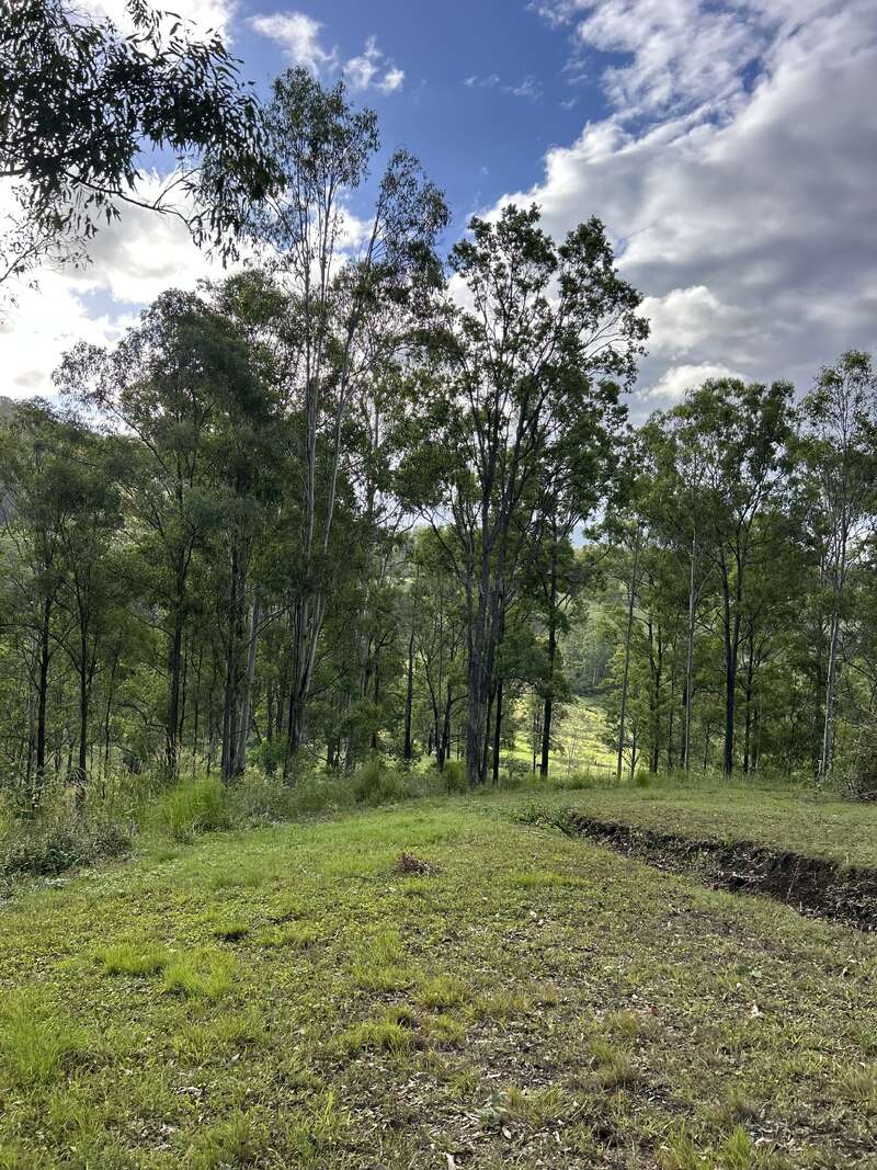 The image shows a lush green forest with tall trees under a partly cloudy sky. Sunlight filters through branches, illuminating the grassy ground and clearing. Peaceful scenery.