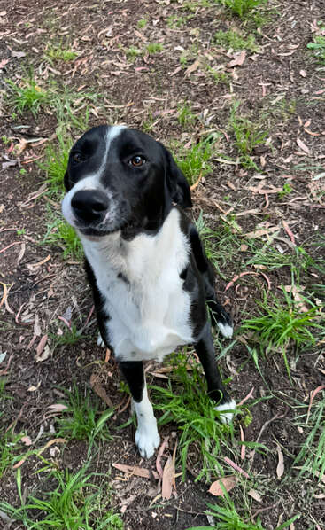 Un chien noir et blanc est assis sur le sol en plein air, entouré de brins d'herbe et de feuilles sèches, et regarde vers le haut avec une expression douce et curieuse.