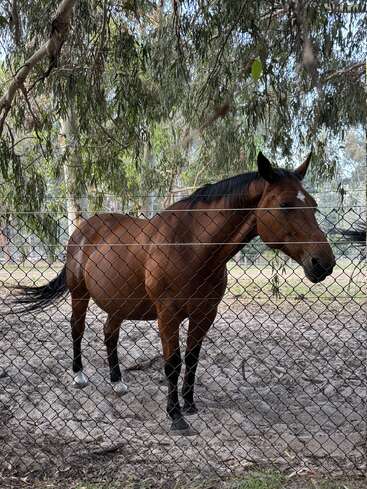 Un cheval brun se tient derrière une clôture à mailles losangées, avec des arbres feuillus et un sol en terre battue à l'arrière-plan. La scène semble paisible et ombragée par le feuillage.