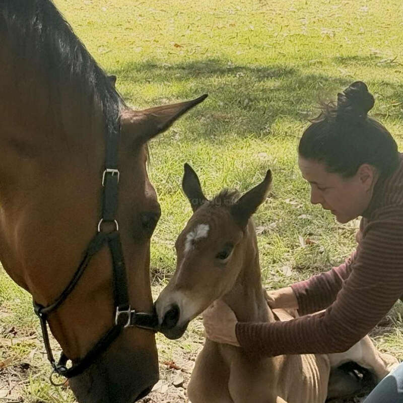 Une femme tient délicatement un poulain nouveau-né tandis que sa mère, un cheval brun, le caresse affectueusement. Ils sont dehors, sur de l'herbe verte, baignés par la lumière du soleil.