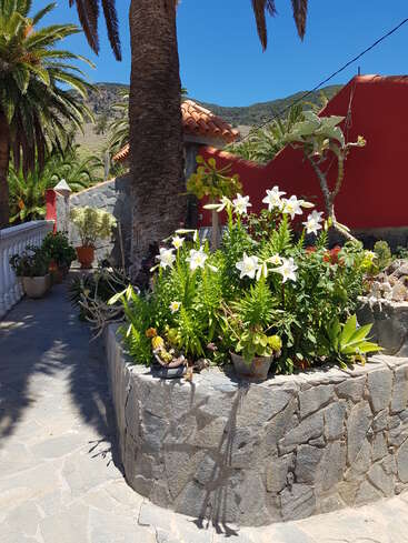 A sunny courtyard with palm trees, stone walls, white lilies, potted plants, and a vivid red wall. Mountains and blue sky complete the beautiful outdoor scene.