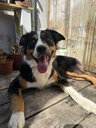 A happy, tricolor dog is lying on a wooden deck, tongue out and panting. There are potted plants and a wooden fence in the background.