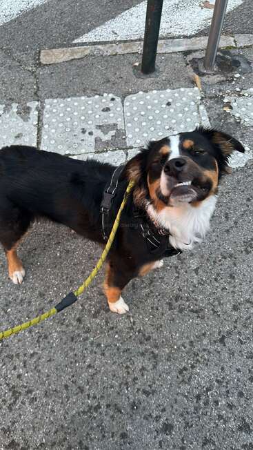 A happy black, brown, and white dog wearing a harness and leash stands on a street, giving a playful, squinty-eyed smile at the camera.