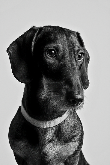 Este é um retrato em preto e branco de um cão dachshund. O cão parece pensativo, usando uma coleira simples, com um fundo neutro atrás.