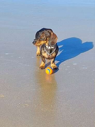 Um dachshund está na areia molhada da praia, ao lado de uma bola laranja e azul. O reflexo e a sombra do cão são claramente visíveis na areia.