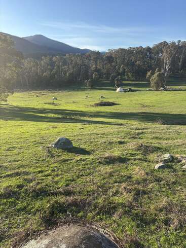 A sunlit grassy field with scattered rocks, grazing cows, a white tent, dense forest in the background, and distant blue mountains beneath a clear sky. Peaceful scene.