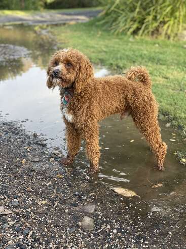 A curly-haired brown dog stands in a puddle on a gravel path. The background features green grass, plants, and a hint of a winding road.