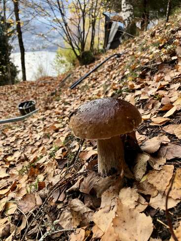 Una sola seta crece entre las hojas secas caídas en el suelo inclinado del bosque, con árboles y destellos de agua y montañas en el fondo difuminado. Escena otoñal.