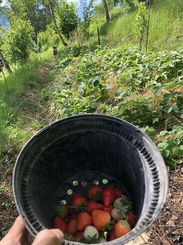 Una mano sostiene un cubo negro lleno de fresas recién recogidas en un frondoso jardín verde rodeado de árboles en un día soleado. Escena de la naturaleza rural.