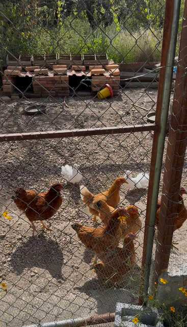 The image shows several chickens and two white birds inside a fenced enclosure with a makeshift brick shelter, surrounded by greenery and dirt ground, under sunlight.
