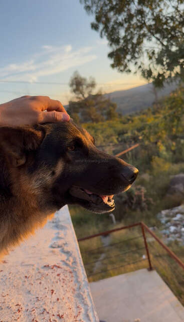 A person gently pets a happy German Shepherd on the head. The dog enjoys the sunset outdoors, with trees and hills in the peaceful background.