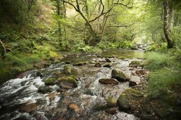Un tranquilo arroyo forestal fluye suavemente sobre rocas musgosas, rodeado de exuberante vegetación, altos árboles y helechos. La luz del sol se filtra suavemente a través del denso follaje.