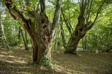 En un frondoso bosque se alzan dos árboles antiguos y retorcidos, de troncos nudosos. La luz del sol se filtra a través de la copa verde, proyectando sombras moteadas en el suelo del bosque.