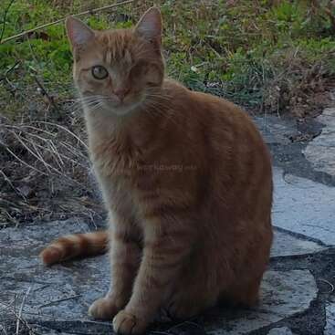 Eine rothaarige Katze mit einem Auge sitzt auf einem Steinweg, umgeben von Grün. Die Katze blickt direkt in die Kamera und sieht ruhig und neugierig aus.
