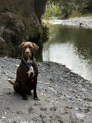 Un perro marrón está sentado, atento, en la orilla rocosa de un río, rodeado de aguas tranquilas, árboles y acantilados naturales, disfrutando del apacible entorno al aire libre en un día tranquilo.