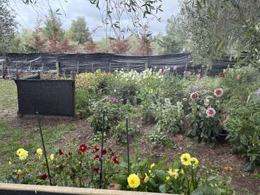 Un jardín colorido está lleno de flores de diversos colores. Una valla negra rodea la zona y, al fondo, se alzan unos árboles.