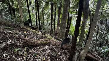 Um gato preto e cinza caminha sobre um tronco caído em uma floresta verde e densa. Árvores altas e samambaias cercam o animal, criando um ambiente exuberante.