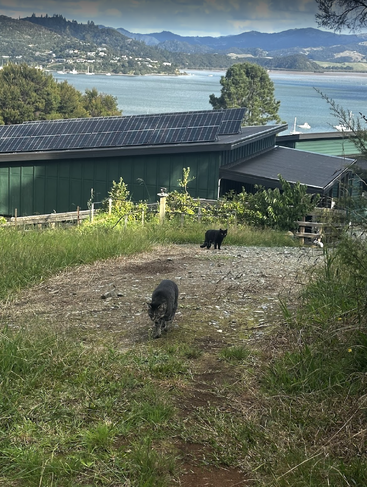 Zwei Katzen spazieren auf einem von Gras gesäumten Schotterweg entlang. Im Hintergrund steht ein Haus mit Sonnenkollektoren, von dem aus man einen malerischen See und die Berge überblicken kann.
