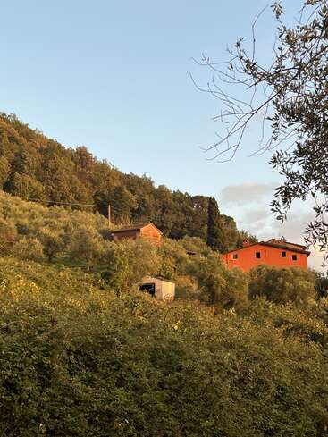 A hillside scene at sunset with a bright orange house, a rustic building, olive trees, dense greenery, clear blue sky, and tree branches framing the view.