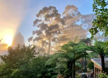 Golden sunlight streams through misty tall trees, illuminating lush green ferns and garden plants, while a cozy wooden house sits nestled peacefully in the tranquil morning scene.