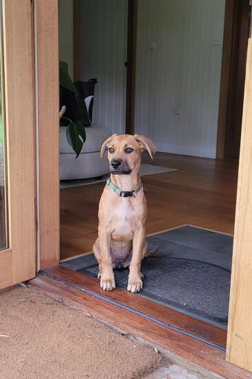 A light brown dog with a green collar sits attentively at the doorway, gazing outside. Behind him is a cozy living room with wooden floors.