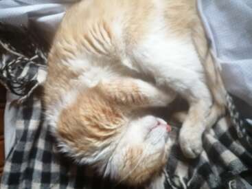Um gato malhado de branco e ruivo está enroladinho, dormindo tranquilamente sobre um cobertor xadrez e um pedaço de tecido. A iluminação suave cria um ambiente aconchegante, confortável e descontraído.