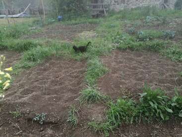 Un gato negro camina por un sendero cubierto de hierba entre parcelas de tierra desnuda y algunas plantas verdes, con una casa de campo y una valla de madera al fondo.