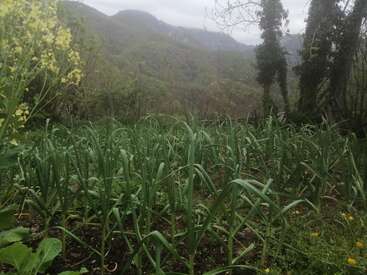 En la ladera de una colina crece un frondoso jardín de plantas de ajo, rodeado de árboles y flores silvestres, con montañas envueltas en niebla visibles al fondo.