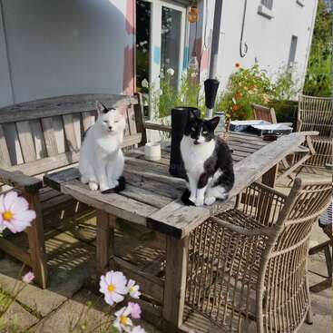 Dos gatos, uno blanco y otro blanco y negro, están sentados en una mesa de jardín de madera bajo una sombrilla verde. Cerca hay flores en flor, creando una tranquila escena al aire libre.