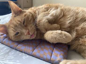 A ginger cat is lying on its side, looking sleepy and relaxed with its tongue sticking out, resting on a patterned cushion on a bed.