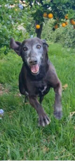 Un perro negro viejo y feliz corre alegremente por la exuberante hierba verde, con naranjos al fondo, las orejas caídas y una gran expresión sonriente.