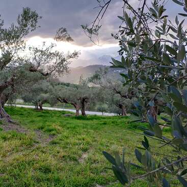 As oliveiras estão em um campo verde exuberante sob um céu nublado dramático, com montanhas à distância e a luz do sol rompendo, criando uma paisagem serena.