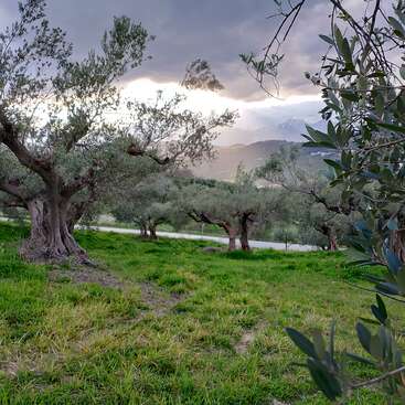 Olive trees stand in a lush green field under a dramatic cloudy sky, with mountains in the distance and sunlight breaking through, creating a serene landscape.
